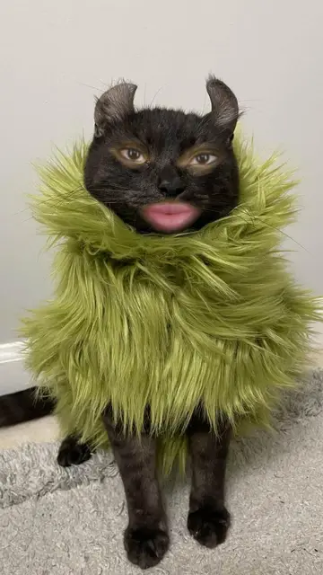 Grinch kitty