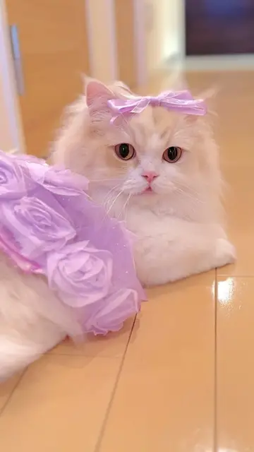 Cutiee cat