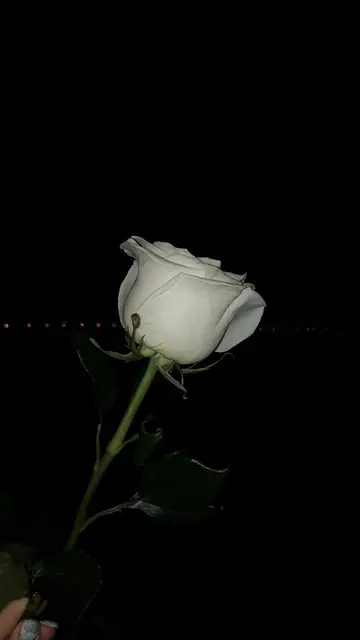 white rose!