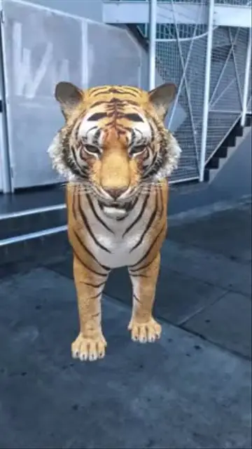 tiger